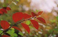 Ветка дерева с красными листьями.